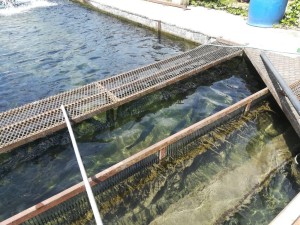 Etude de valorisation énergétique de 2 chutes dans une pisciculture
